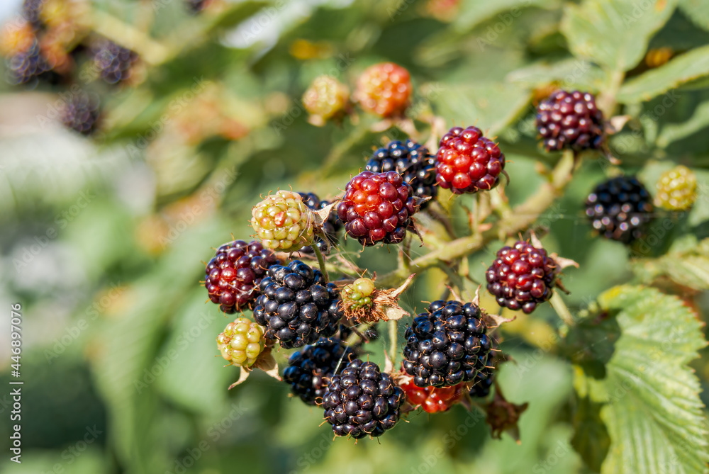 Shrubby Blackberry (Rubus nessensis) in orchard Shrubby Blackberry (Rubus nessensis) in orchard