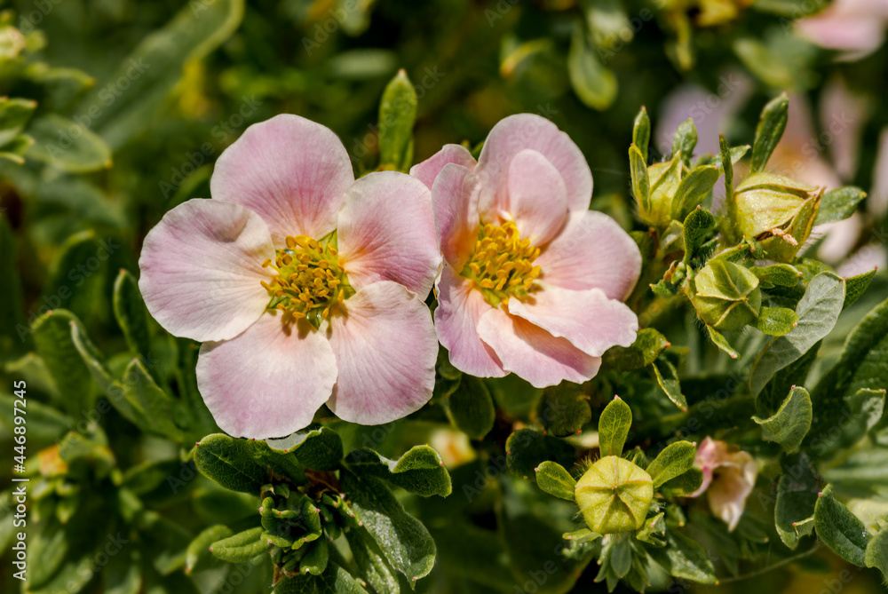 Bush Cinquefoil (Potentilla fruticosa) in garden Bush Cinquefoil (Potentilla fruticosa) in garden
