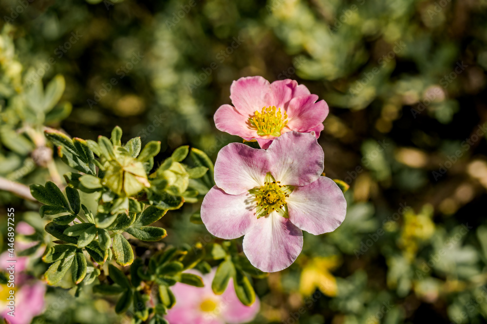 Bush Cinquefoil (Potentilla fruticosa) in garden Bush Cinquefoil (Potentilla fruticosa) in garden