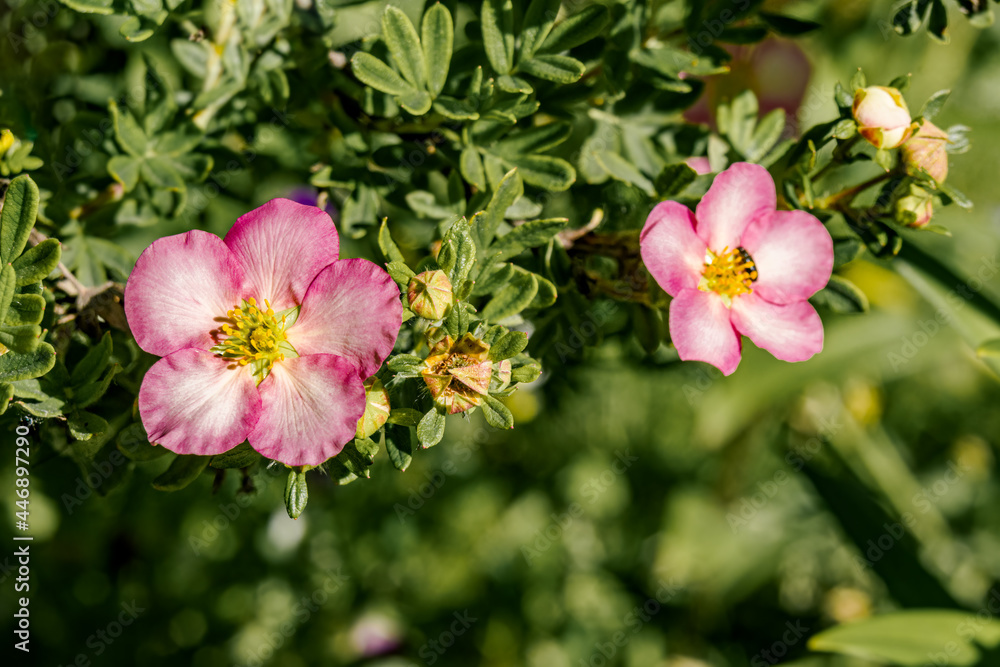 Bush Cinquefoil (Potentilla fruticosa) in garden Bush Cinquefoil (Potentilla fruticosa) in garden