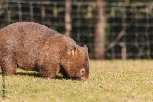 Common Wombat, Kangaroo Valley NSW, Australia.