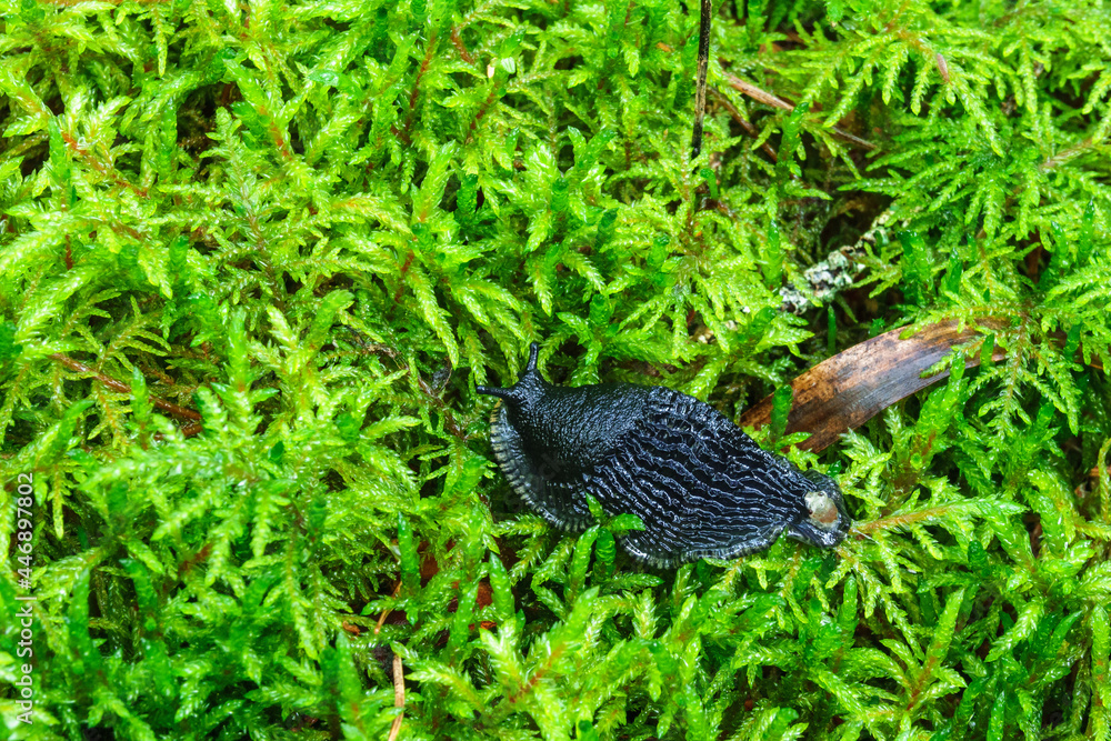 Beautiful Black slug crawling on on green moss Beautiful Black slug crawling on on green moss