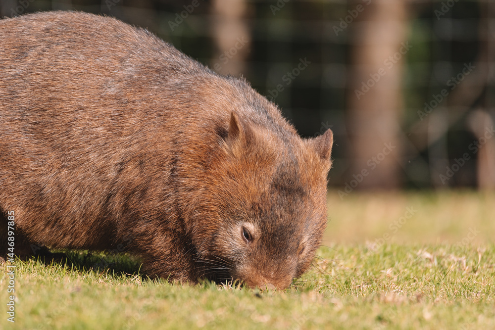 Common Wombat, Kangaroo Valley NSW, Australia. Common Wombat, Kangaroo Valley NSW, Australia.