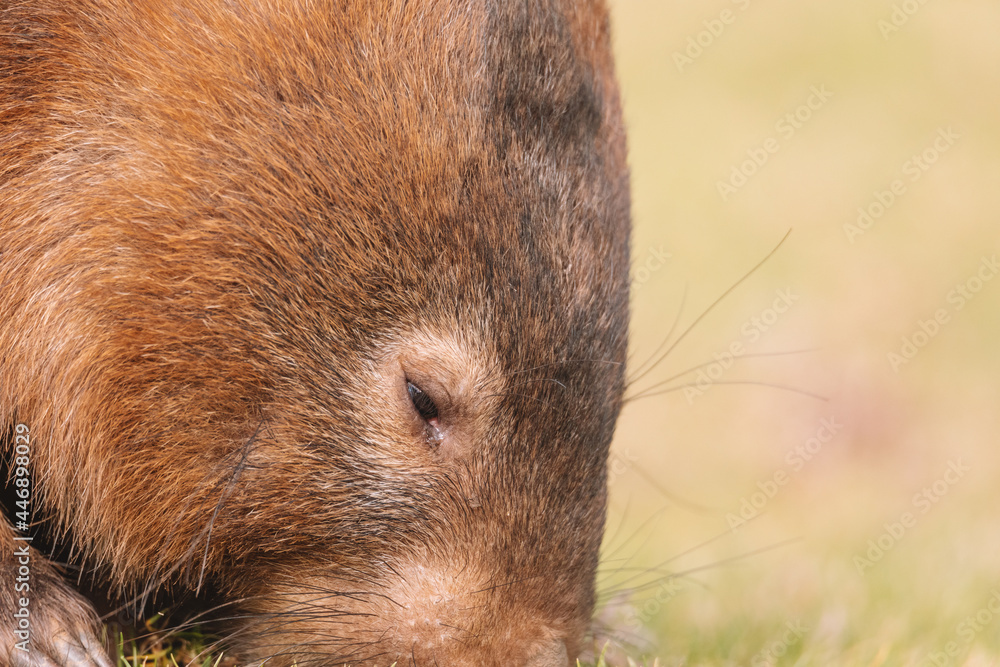 Common Wombat, Kangaroo Valley NSW, Australia. Common Wombat, Kangaroo Valley NSW, Australia.