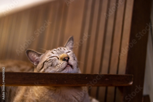 Cute tabby cat comfortable sleeping on the chair in summer afternoon with happiness. Adorable lazy domestic cat relaxing and napping with owner. Healthy feline pet resting at home.