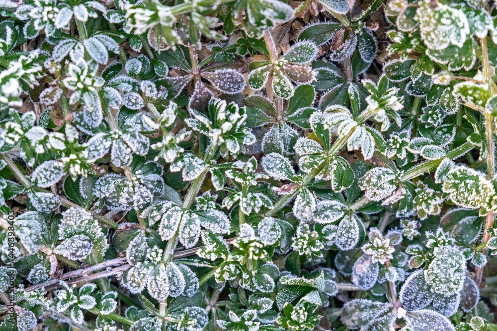 Fototapeta premium Selective focus. First frost on a frozen field plants, late autumn close-up. Beautiful abstract frozen microcosmos pattern. Freezing weather frost action in nature. Floral backdrop.