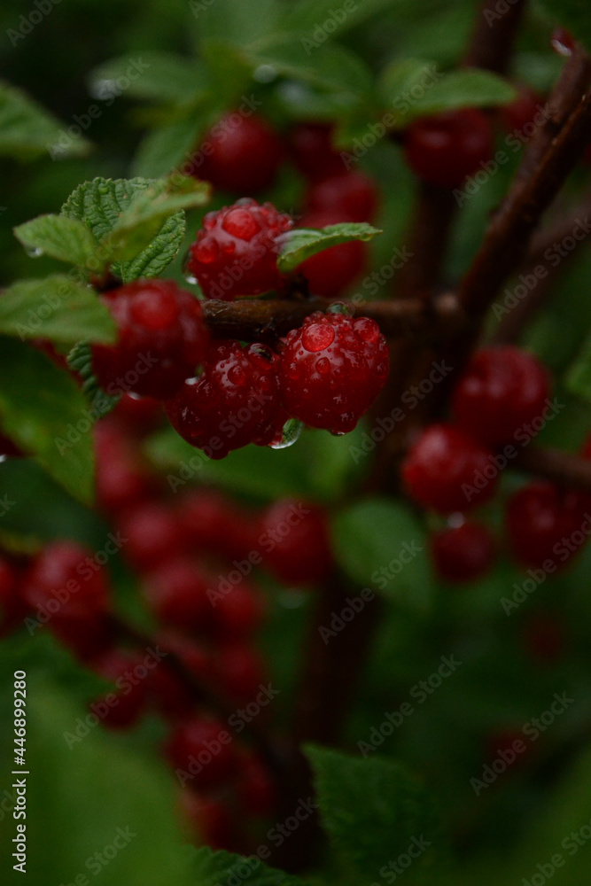 cherry on a bush with dew drops cherry on a bush with dew drops