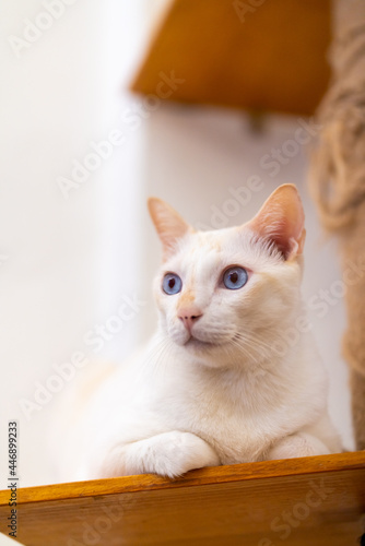 Cute white cat comfortable lying on cat tree and looking around the room in summer afternoon with happiness. Healthy adorable domestic feline pet cat relax and enjoy living with owner at home.