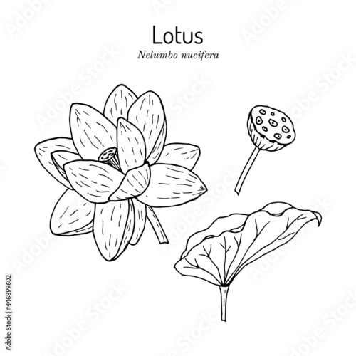 Lotus plant with flower. Hand drawn vector