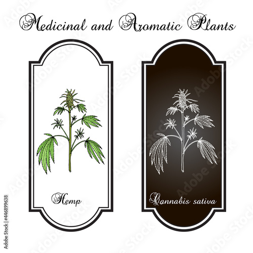 Hemp, Cannabis sativa, medicinal plant