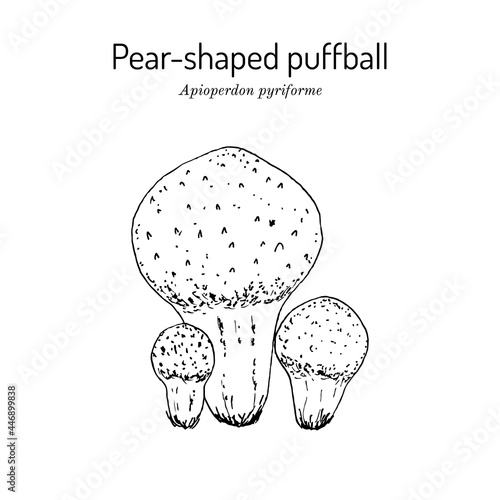 Pear-shaped or stump puffball Apioperdon pyriforme , edible mushroom
