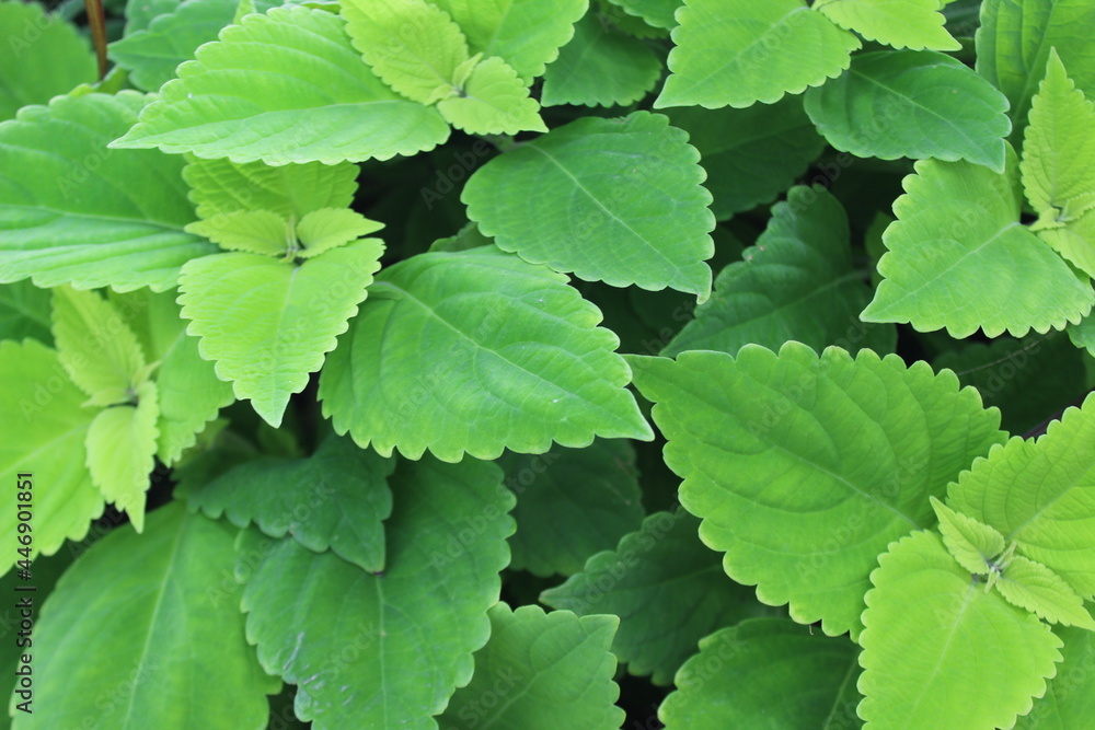 green leaves background green leaves background