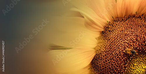 Naturalne tło. Piękny szczegół żółtego kwiatu słonecznika z zbierającą pyłek pszczołą. 