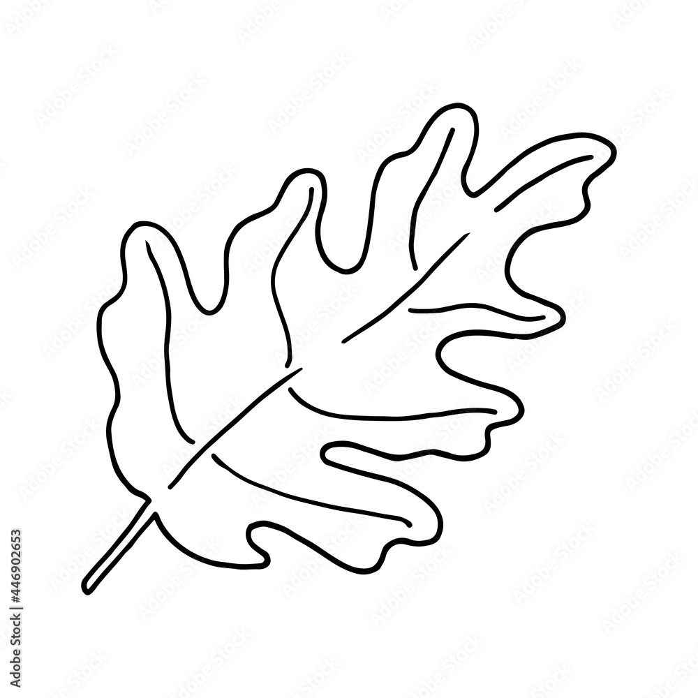 Obraz premium School oak leaf doodle. Hand drawn illustration.