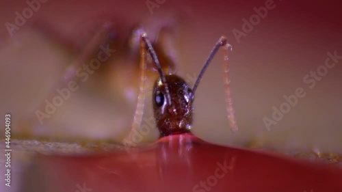 Wallpaper Mural close-up video of ants consuming sugar Torontodigital.ca