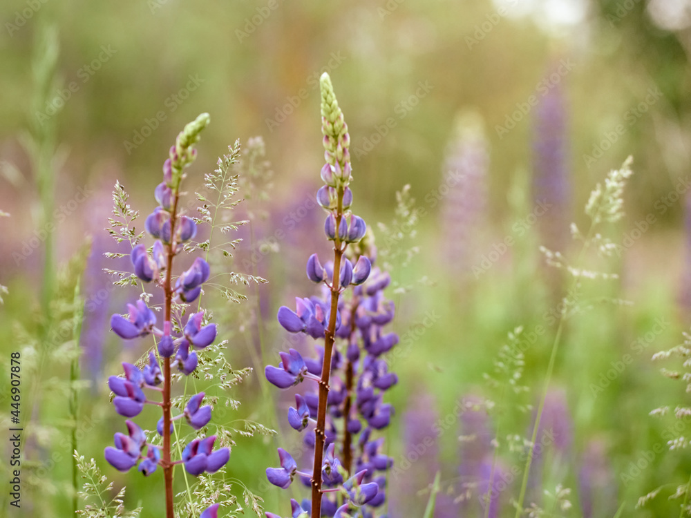 Fototapeta premium Lupin flowers blooms in the field.