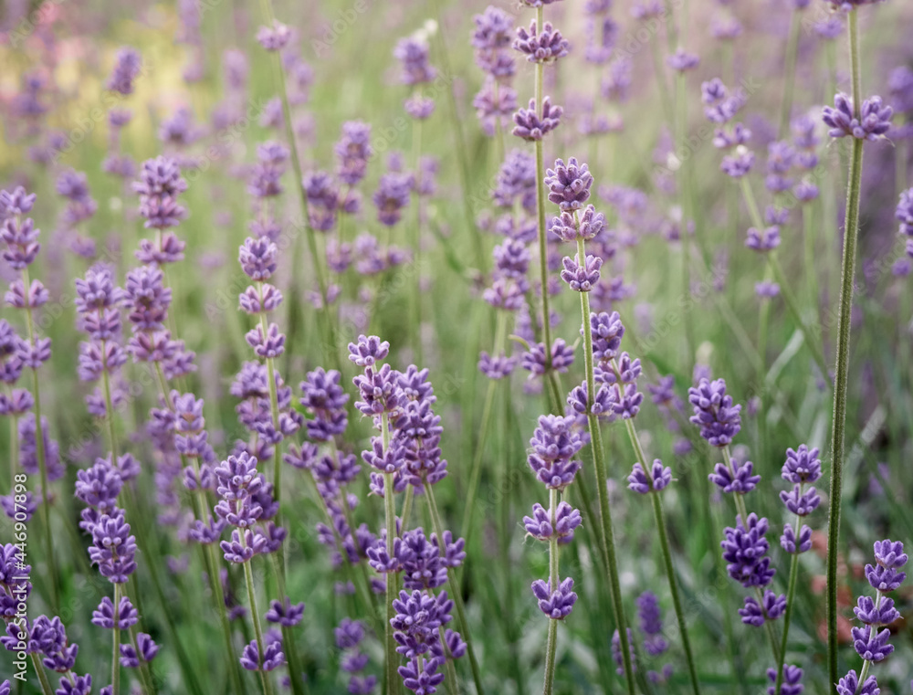 Obraz premium Soft focus on lavender flowers.