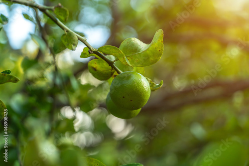 Wallpaper Mural Close up of green lemons grow on the lemon tree in a garden background  harvest citrus fruit thailand. Torontodigital.ca