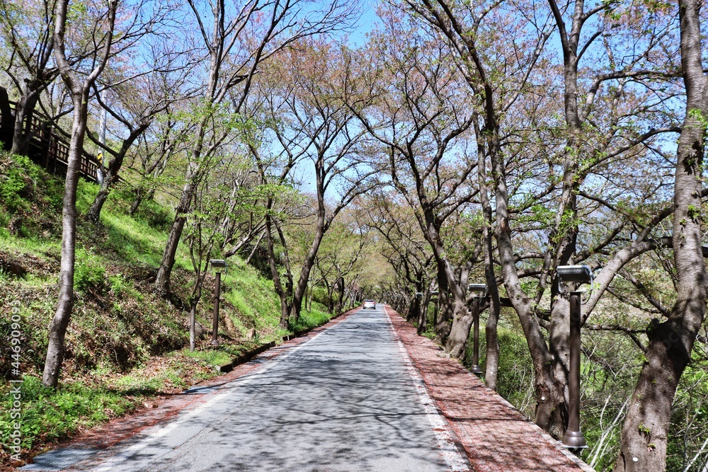 road with tree tunnel