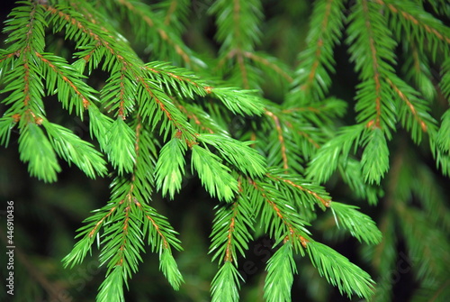 Branches of a Christmas tree with green needles. Thin long brown branches were spruce with green needles, and new young fresh shoots on them.