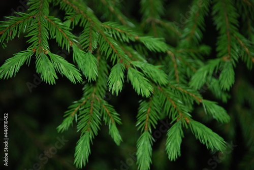 Branches of a Christmas tree with green needles. Thin long brown branches were spruce with green needles, and new young fresh shoots on them.