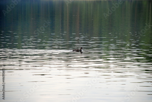A duck swims on a forest lake. A gray-brown duck floats across the reservoir, there are slight ripples on the surface of the water, the forest standing on the other side is reflected in the water.