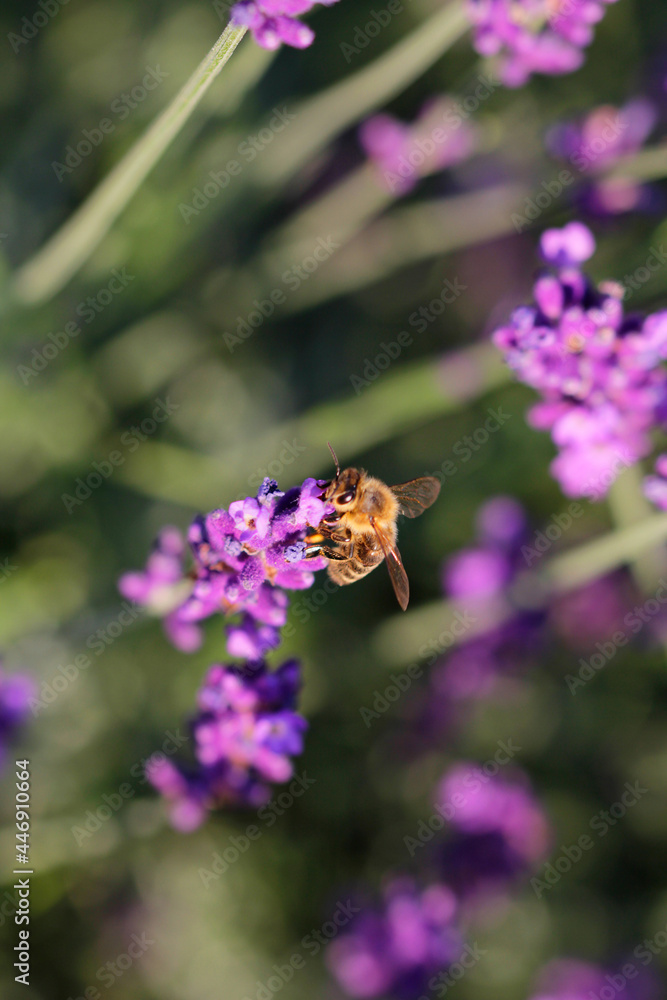Lavender flowers are popular with insects Lavender flowers are popular with insects