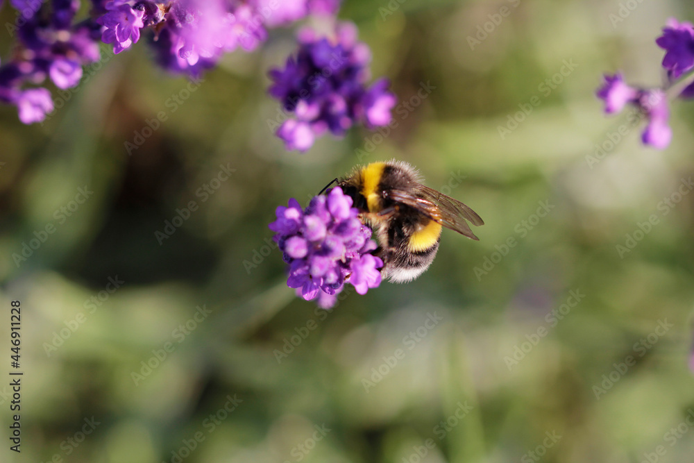 Lavender flowers are popular with insects Lavender flowers are popular with insects