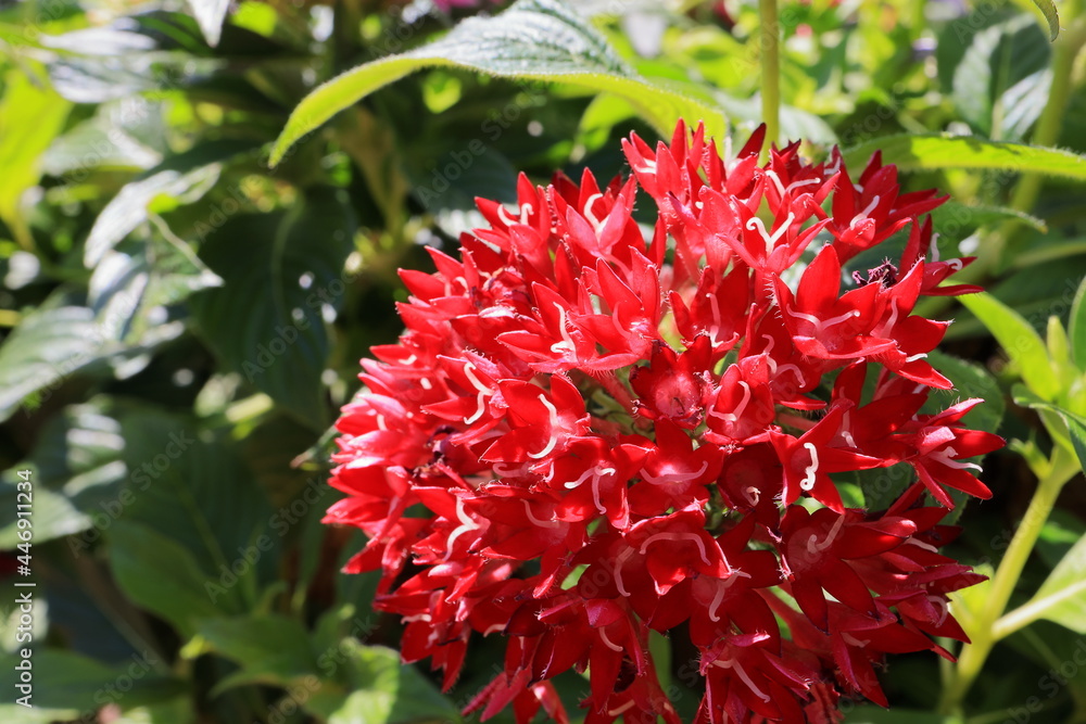 花 花