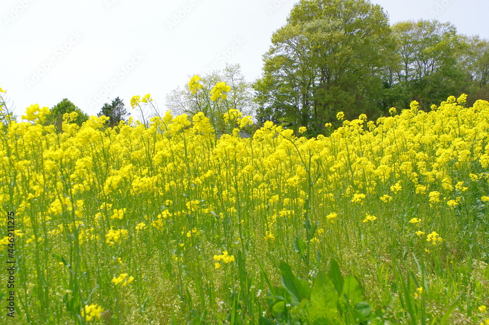 Fototapeta premium 菜の花、豊かさの花言葉 黄色い絨毯のような菜の花畑