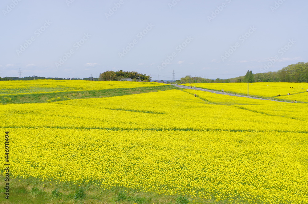 Obraz premium 菜の花、豊かさの花言葉 黄色い絨毯のような菜の花畑