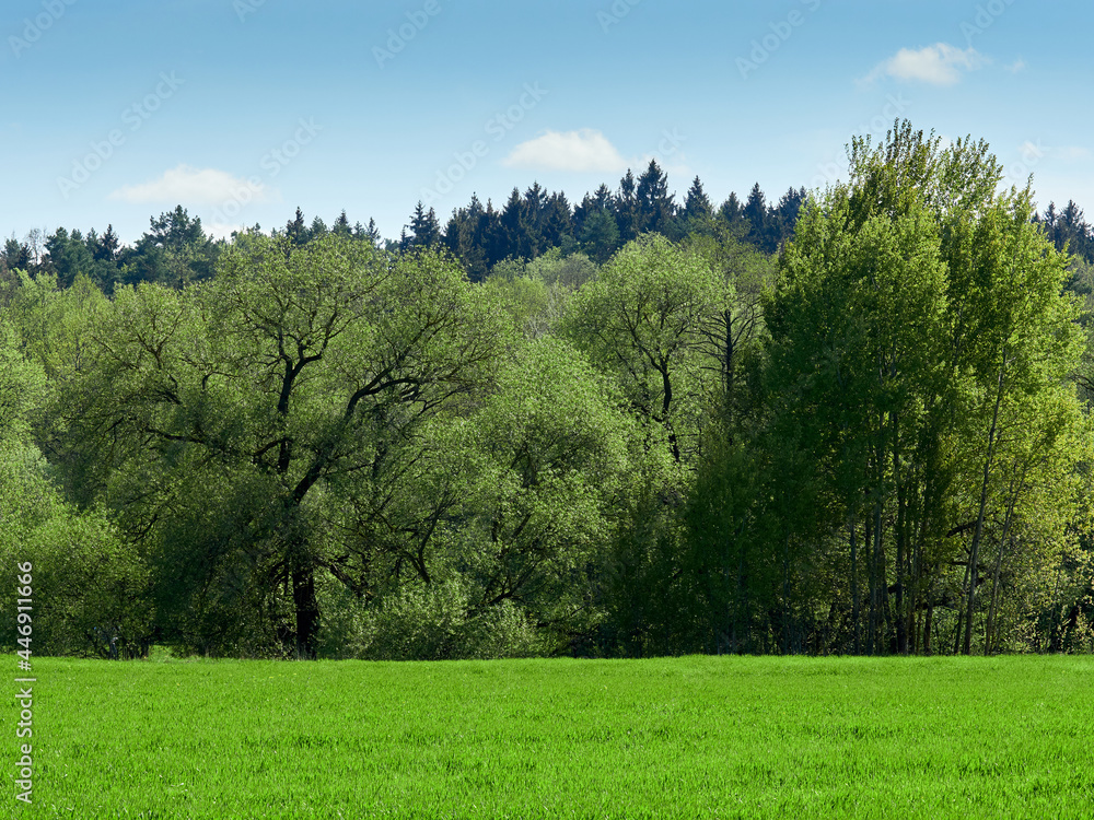 Green grass field, forest and sky with clouds.