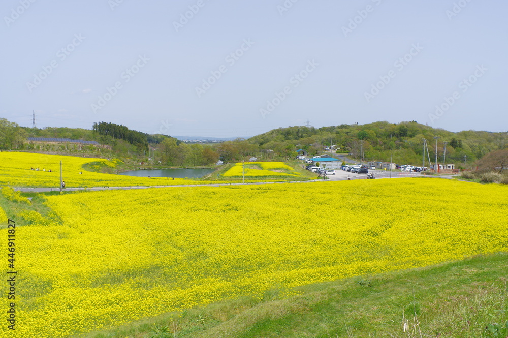 Obraz premium 菜の花、豊かさの花言葉 黄色い絨毯のような菜の花畑