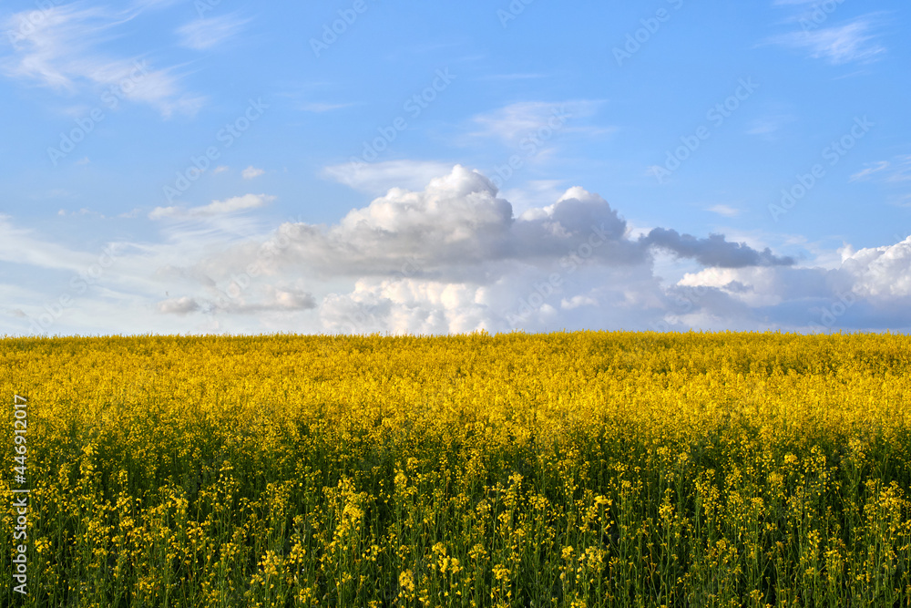 Summer landscape of blooming field and blue sky with low white cumulus clouds