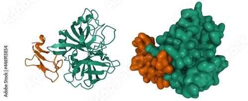 Structure of coagulation factor IXa, 3D cartoon and Gaussian surface models, chain id color scheme, based on PDB 6mv4, white background photo