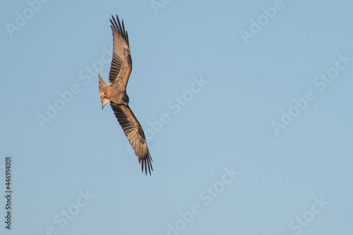 royal kite in flight