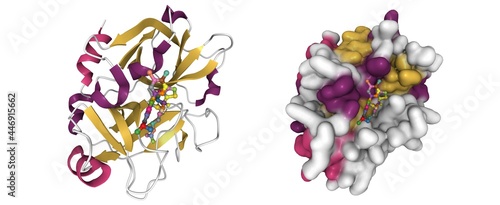 Structure of factor XI complexed with a pyrimidinone inhibitor, 3D cartoon and Gaussian surface models, secondary structure color scheme, based on PDB 1zsl, white background photo