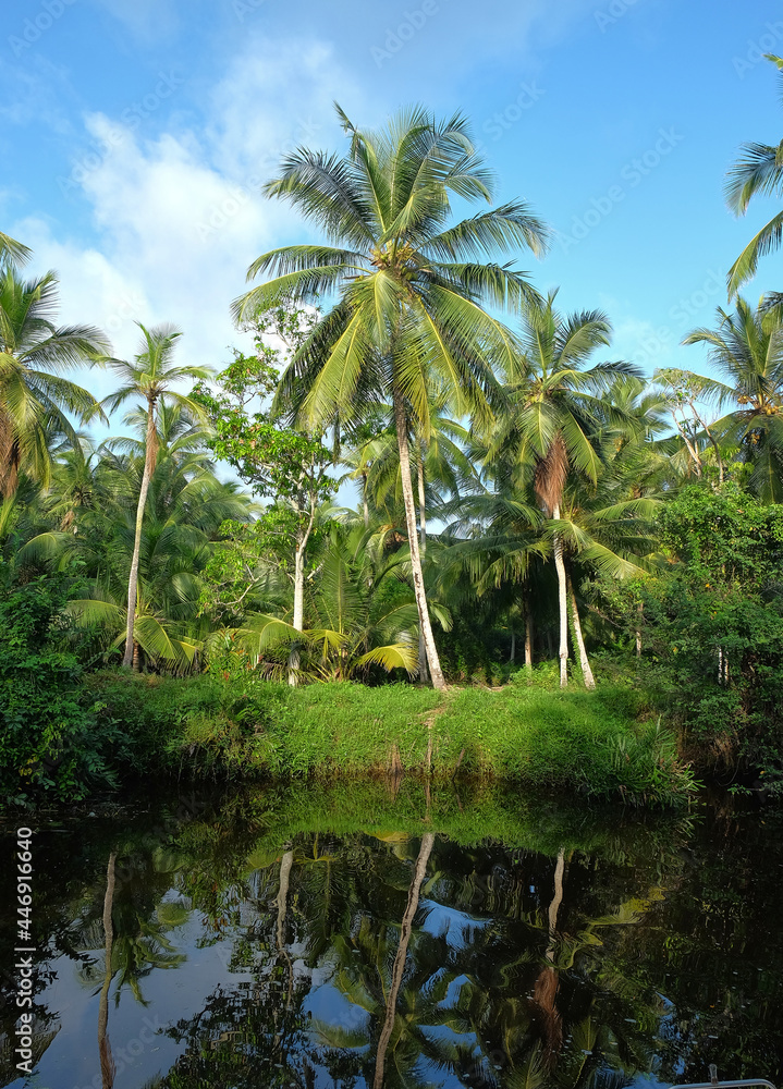 Hamilton Canal (Dutch Canal) road to the Muthurajawela wetlands in Negombo with a lush, tropical jungle, Sri Lanka.