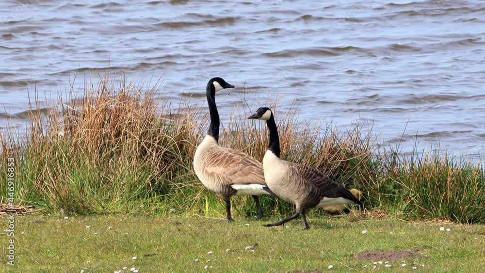 Canada Geese with her Chicks at a lake, Nature reserve
Canada Geese with her Chicks at a lake, Nature reserve