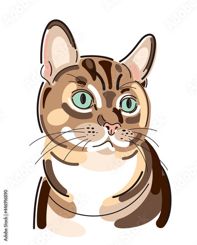 CAT、PET、BLOWN、猫、ペット、動物、一緒に暮らす、シマシマ、茶色