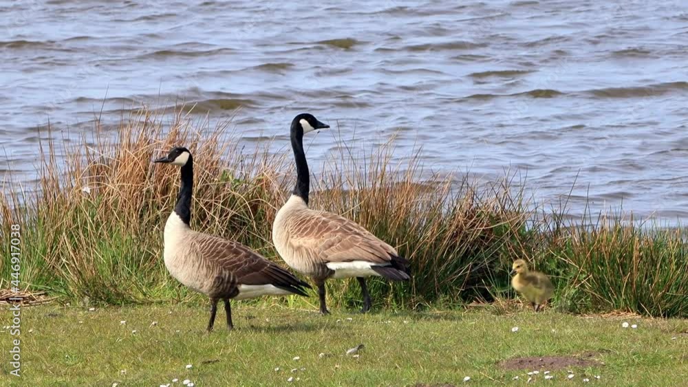 Canada Geese with her Chicks at a lake, Nature reserve
Canada Geese with her Chicks at a lake, Nature reserve