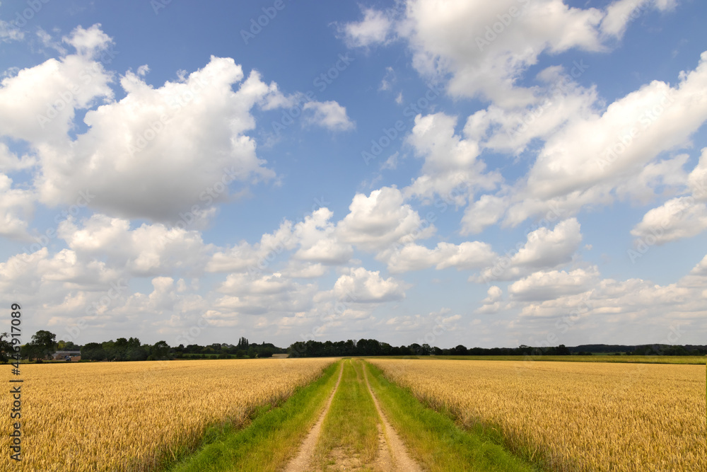 Track running through a flat field of ripe wheat, with a blue sky and fluffy clouds. Hertfordshire. UK Track running through a flat field of ripe wheat, with a blue sky and fluffy clouds. Hertfordshire. UK