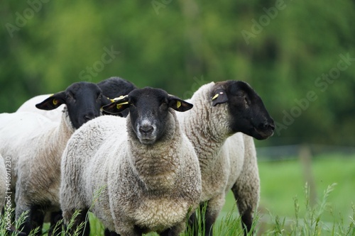 Schafe auf Wiese 