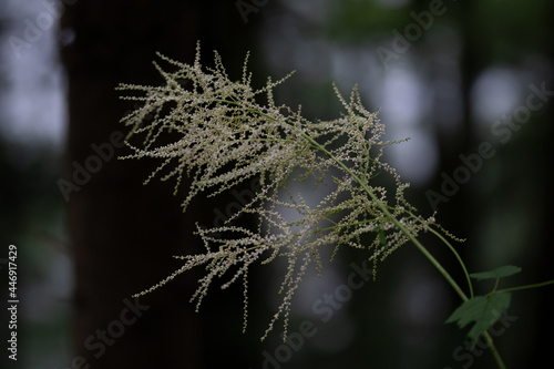 Fleur blanche en fôrêt