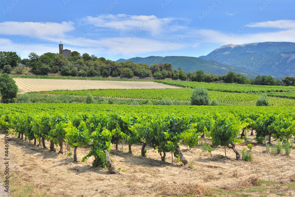 field of grape vine in summer growing  in Vaucluse france with Mont ventoux