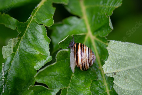 Escargot sur feuille photo