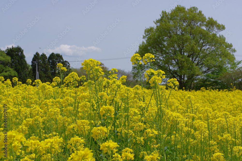 菜の花、豊かさの花言葉　黄色い絨毯のような菜の花畑