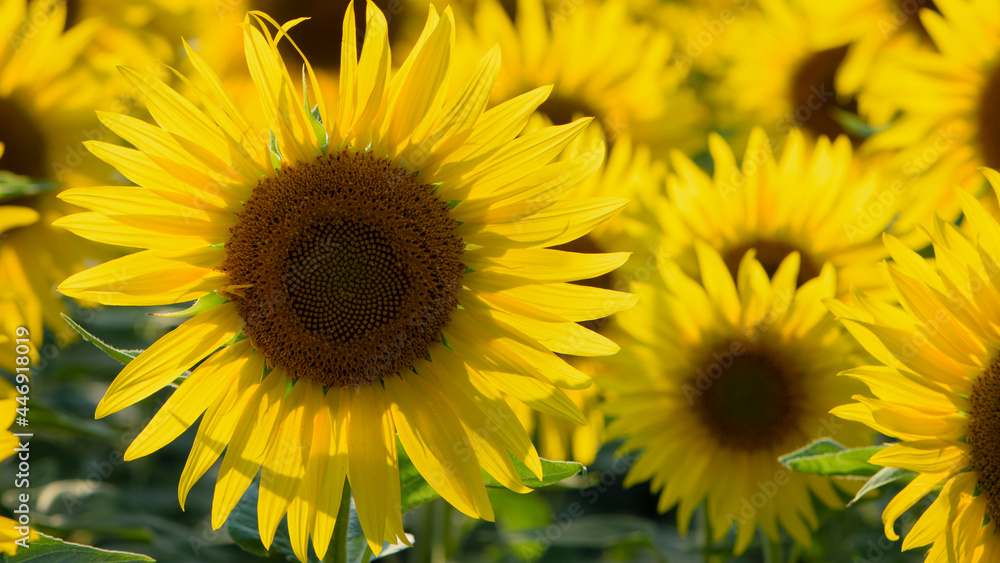 field view, large yellow sunflower for background. Yellow sunflowers in sunlight. good harvest concept, bright sunny flower. farming, vegetable garden, field, growing seeds for oil. field view, large yellow sunflower for background. Yellow sunflowers in sunlight. good harvest concept, bright sunny flower. farming, vegetable garden, field, growing seeds for oil.