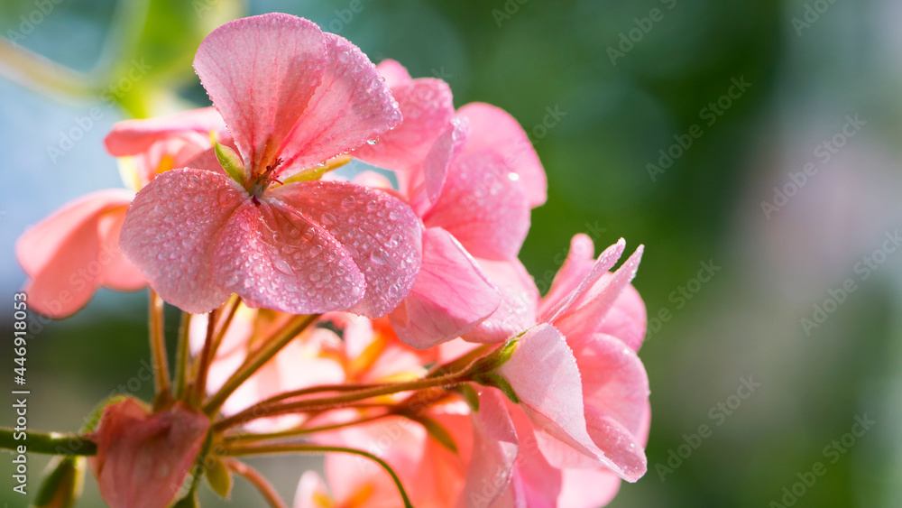 Geranium. small pale pink flowers. in drops of morning dew or after rain. Floral background. Pink flowers of homegrown violets in a pot on a green background. bokeh, beautiful flower, close-up Geranium. small pale pink flowers. in drops of morning dew or after rain. Floral background. Pink flowers of homegrown violets in a pot on a green background. bokeh, beautiful flower, close-up