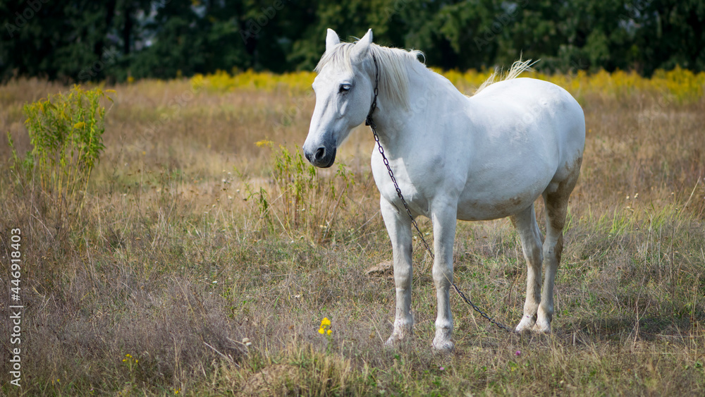 beautiful white horse on dry grass in the field. Arabian horse, white horse stands in an agriculture field with dry grass in sunny weather. strong, hardy and fast animal. beautiful white horse on dry grass in the field. Arabian horse, white horse stands in an agriculture field with dry grass in sunny weather. strong, hardy and fast animal.
